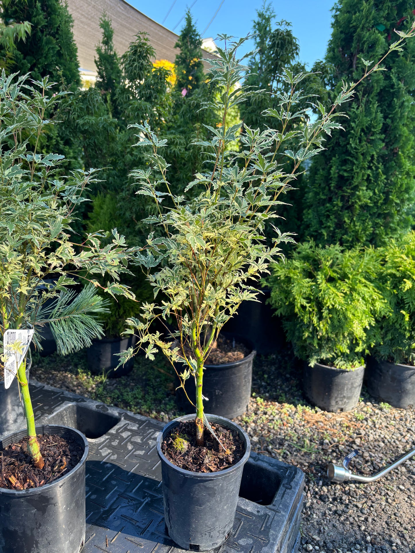 Acer palmatum 'Butterfly'