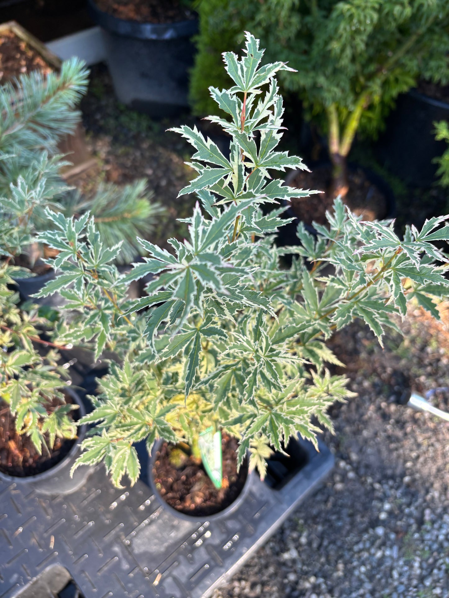 Acer palmatum 'Butterfly'