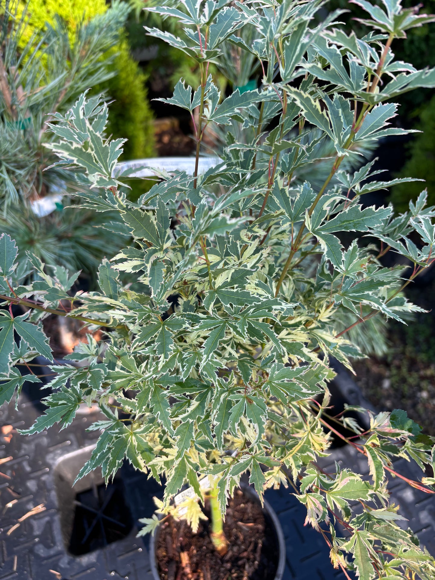 Acer palmatum 'Butterfly'