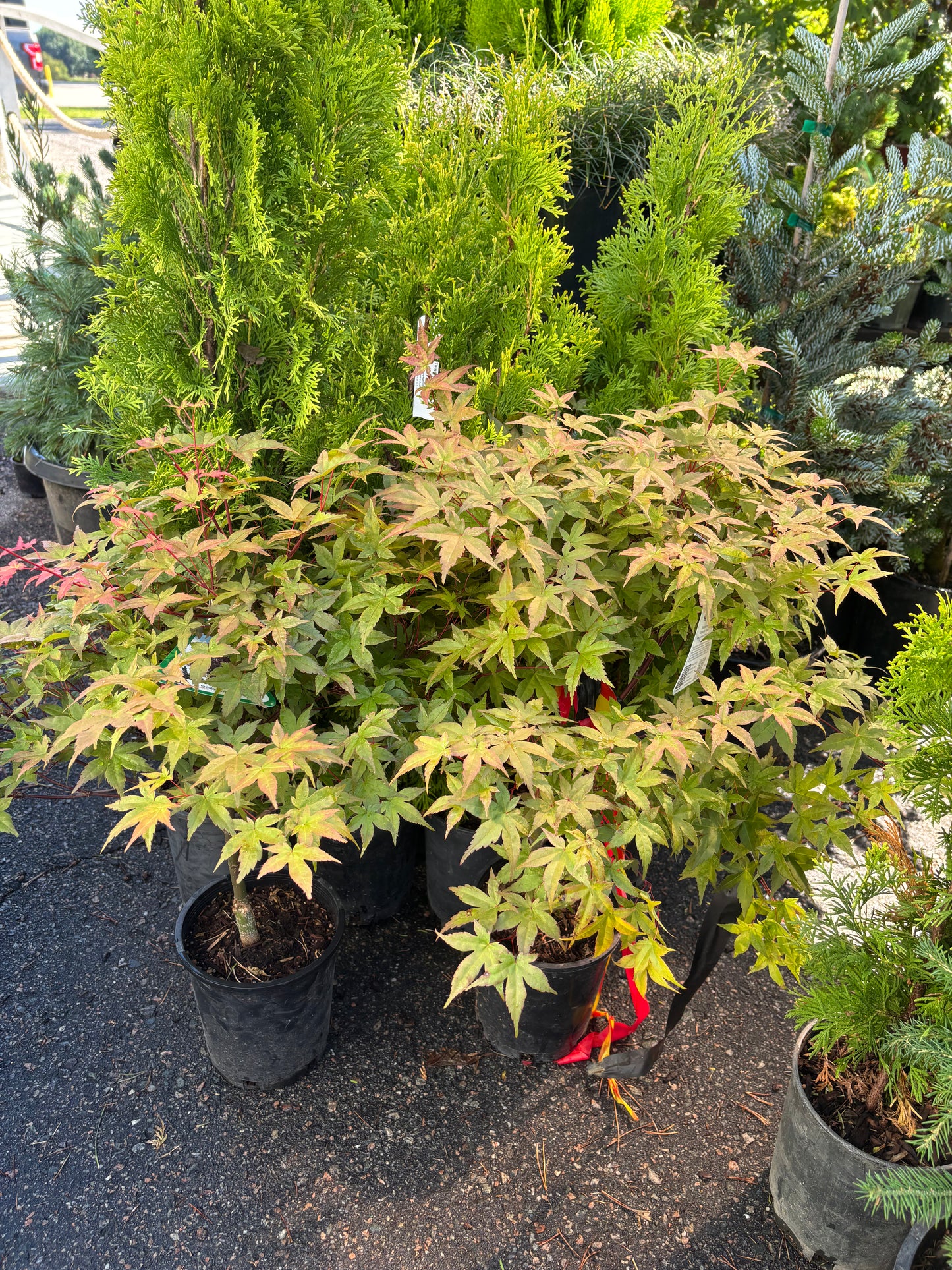 Acer palmatum ‘Shindeshojo’