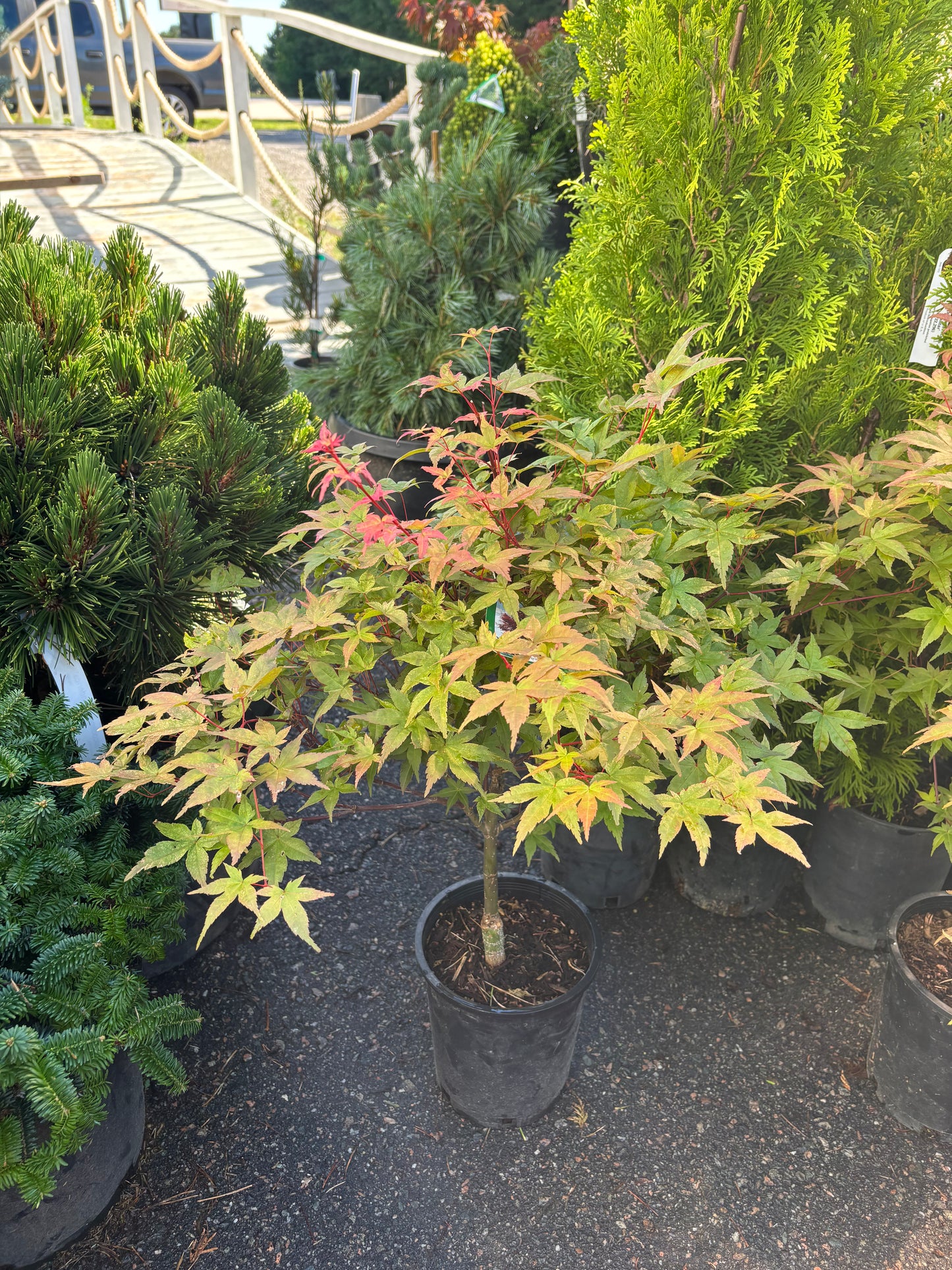 Acer palmatum ‘Shindeshojo’