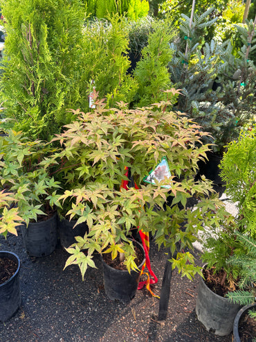 Acer palmatum ‘Shindeshojo’