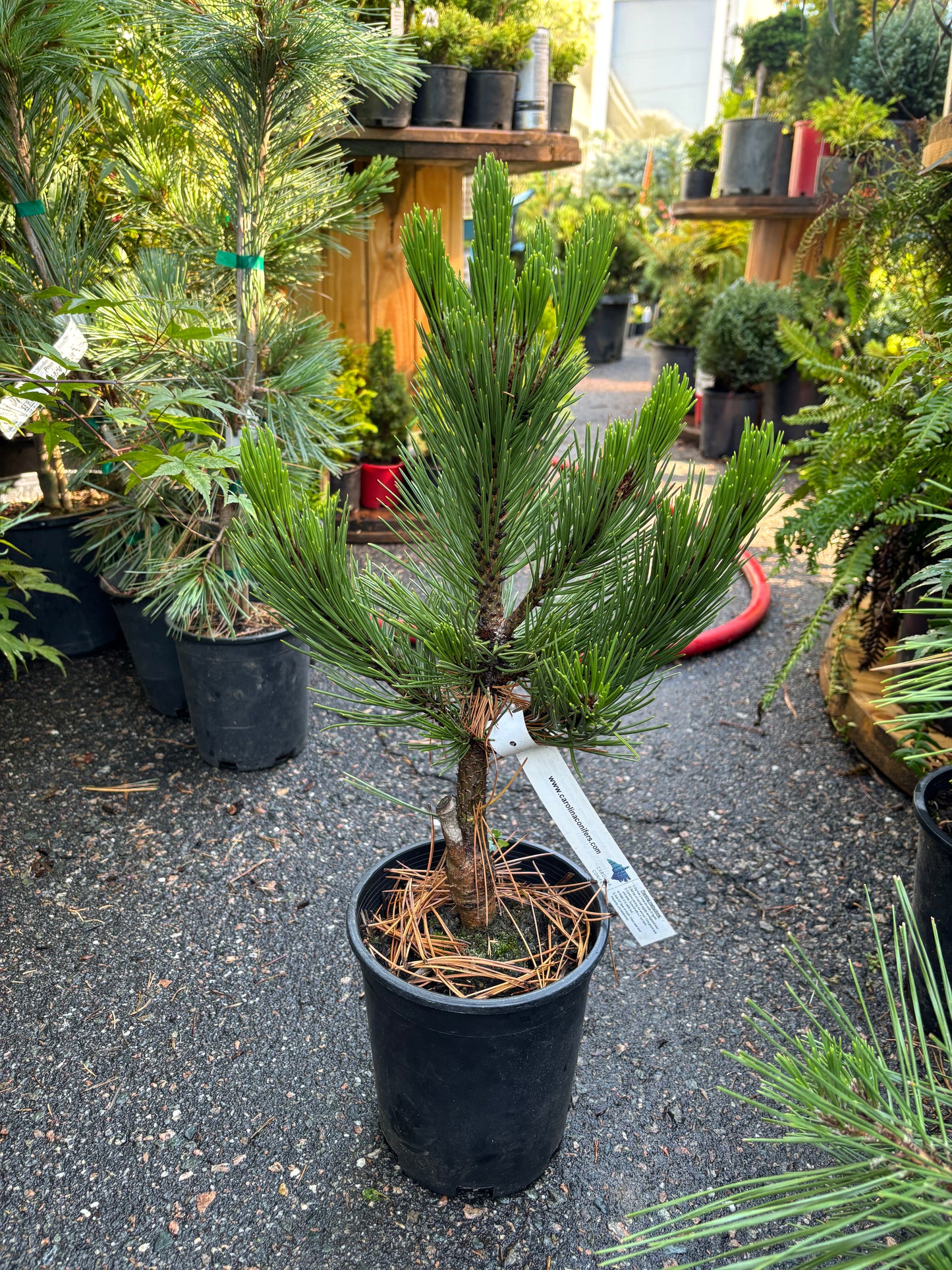 Pinus leucodermis ‘Compact Gem’