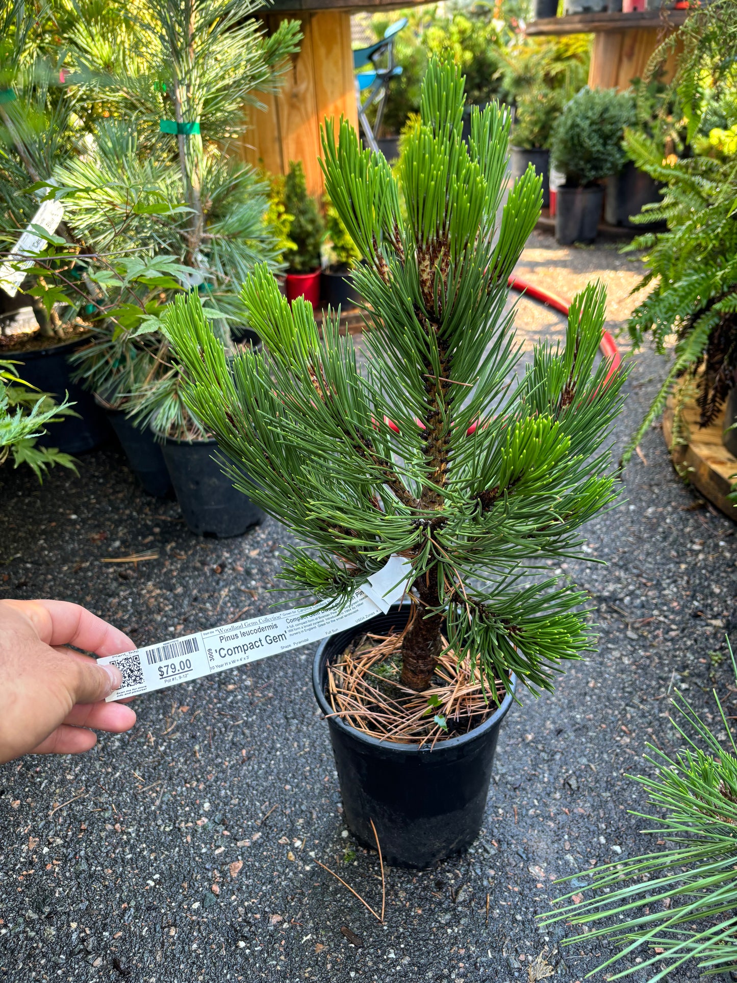 Pinus leucodermis ‘Compact Gem’