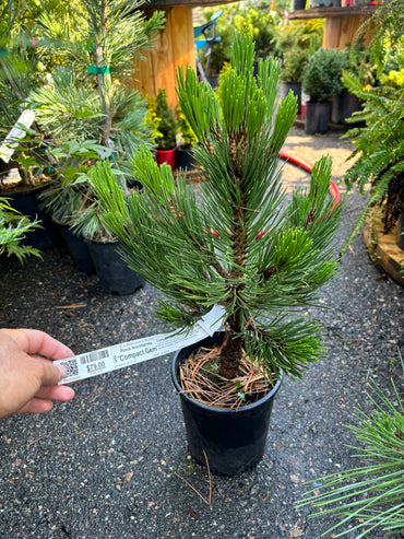 Pinus leucodermis ‘Compact Gem’