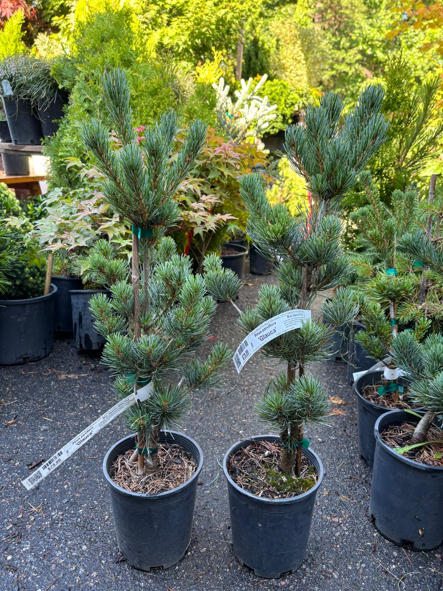 Pinus parviflora ‘Glauca’
