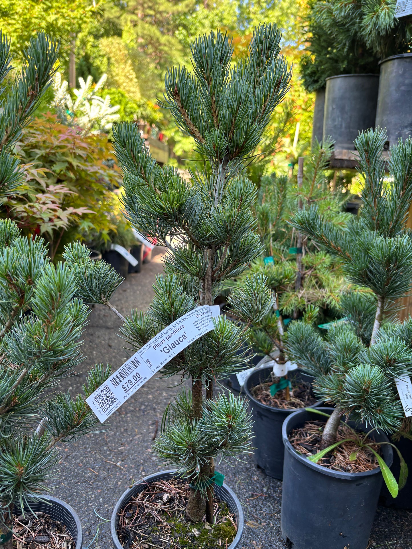 Pinus parviflora ‘Glauca’