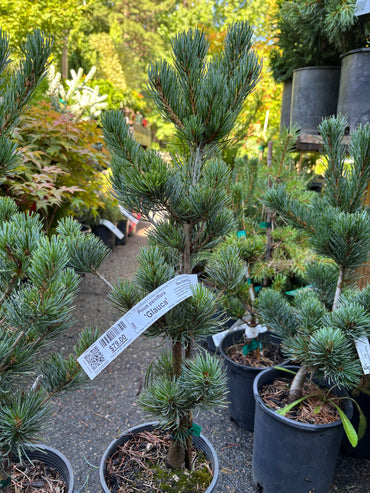 Pinus parviflora ‘Glauca’