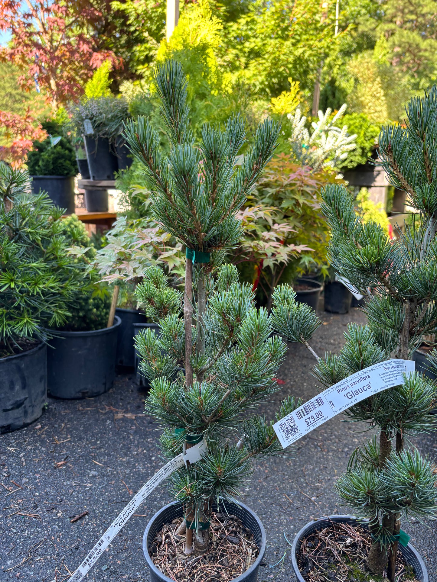 Pinus parviflora ‘Glauca’