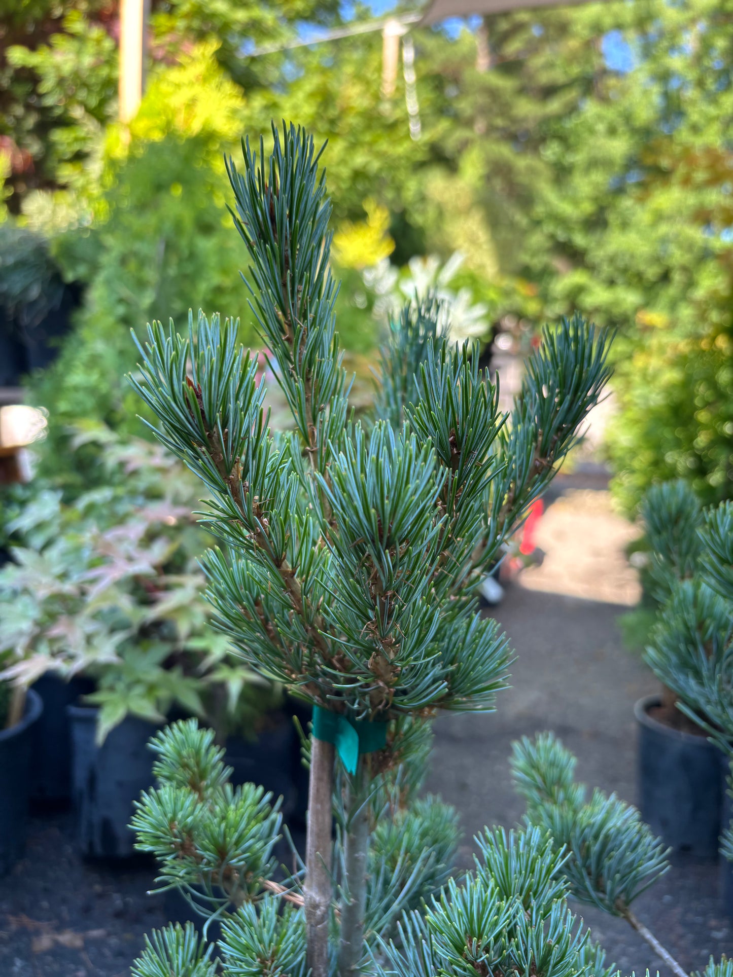 Pinus parviflora ‘Glauca’