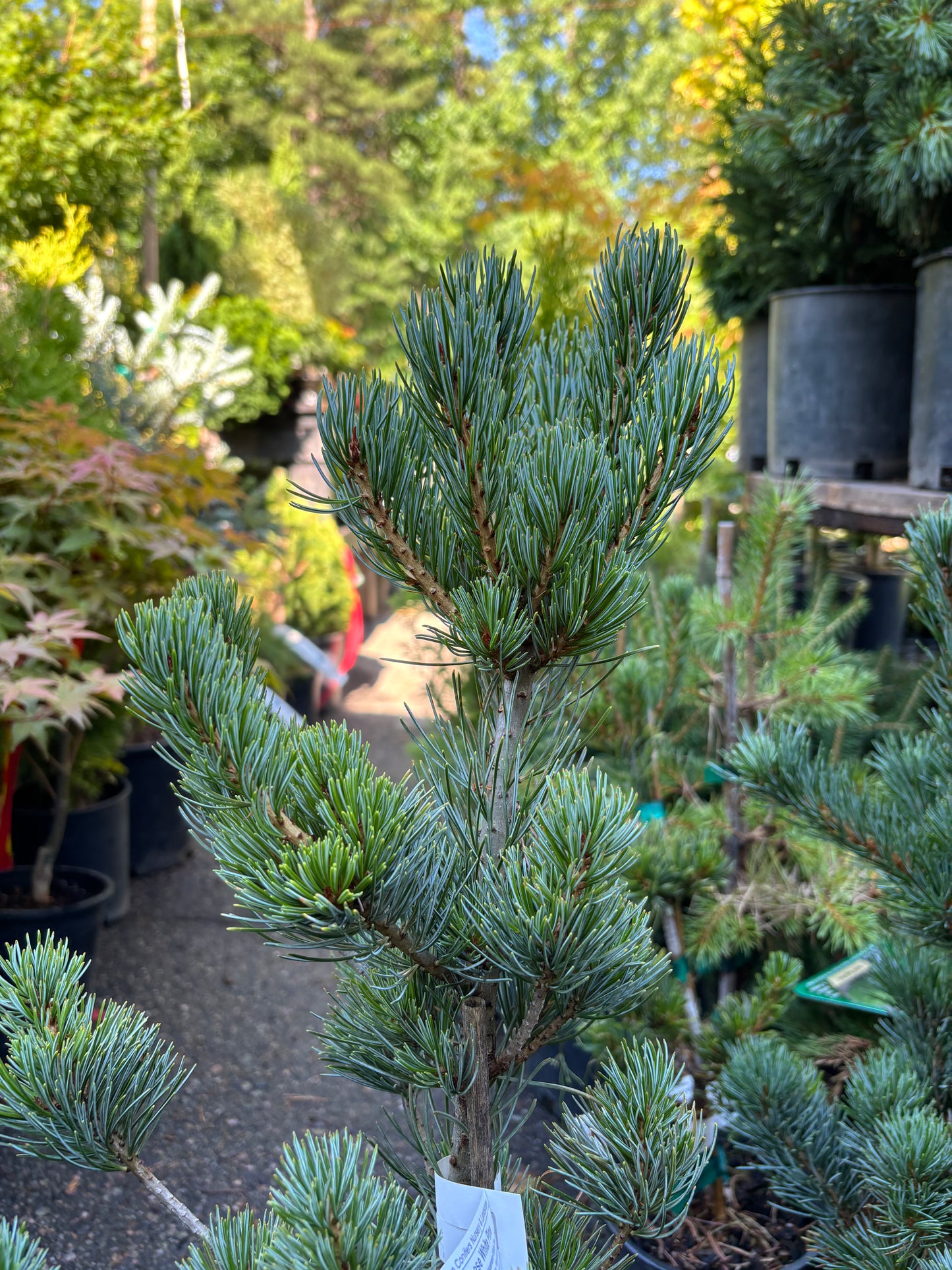 Pinus parviflora ‘Glauca’