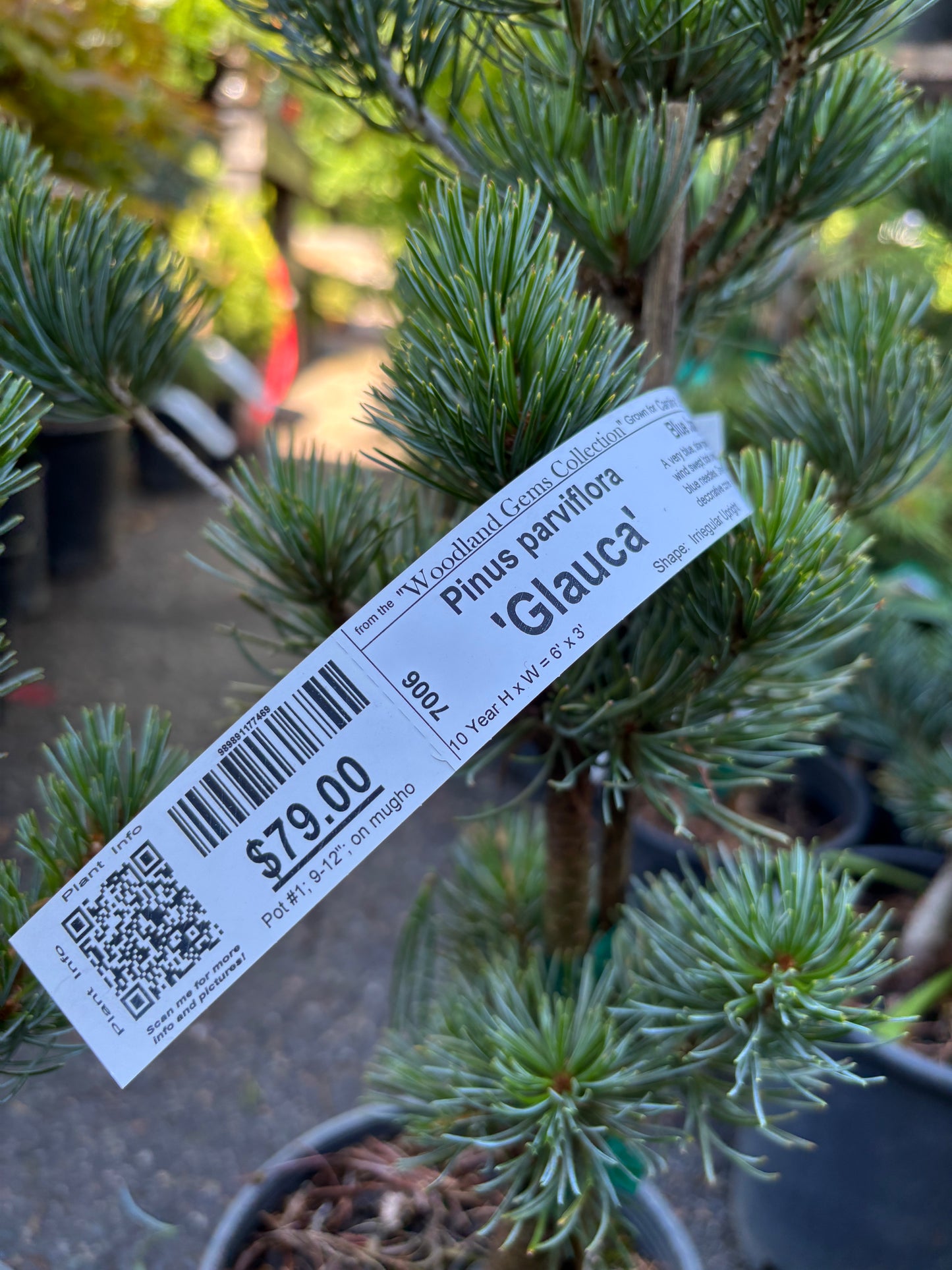 Pinus parviflora ‘Glauca’