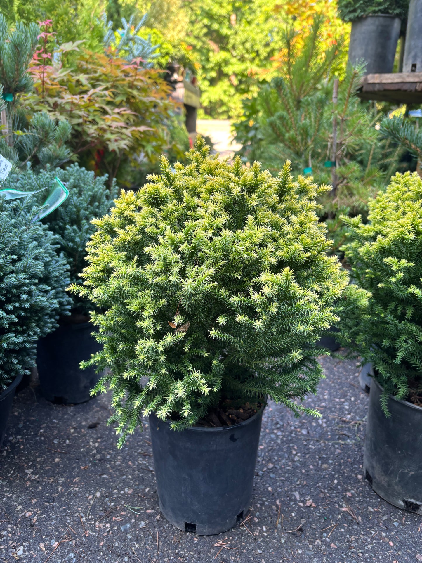 Cryptomeria japonica ‘Golden Promise’