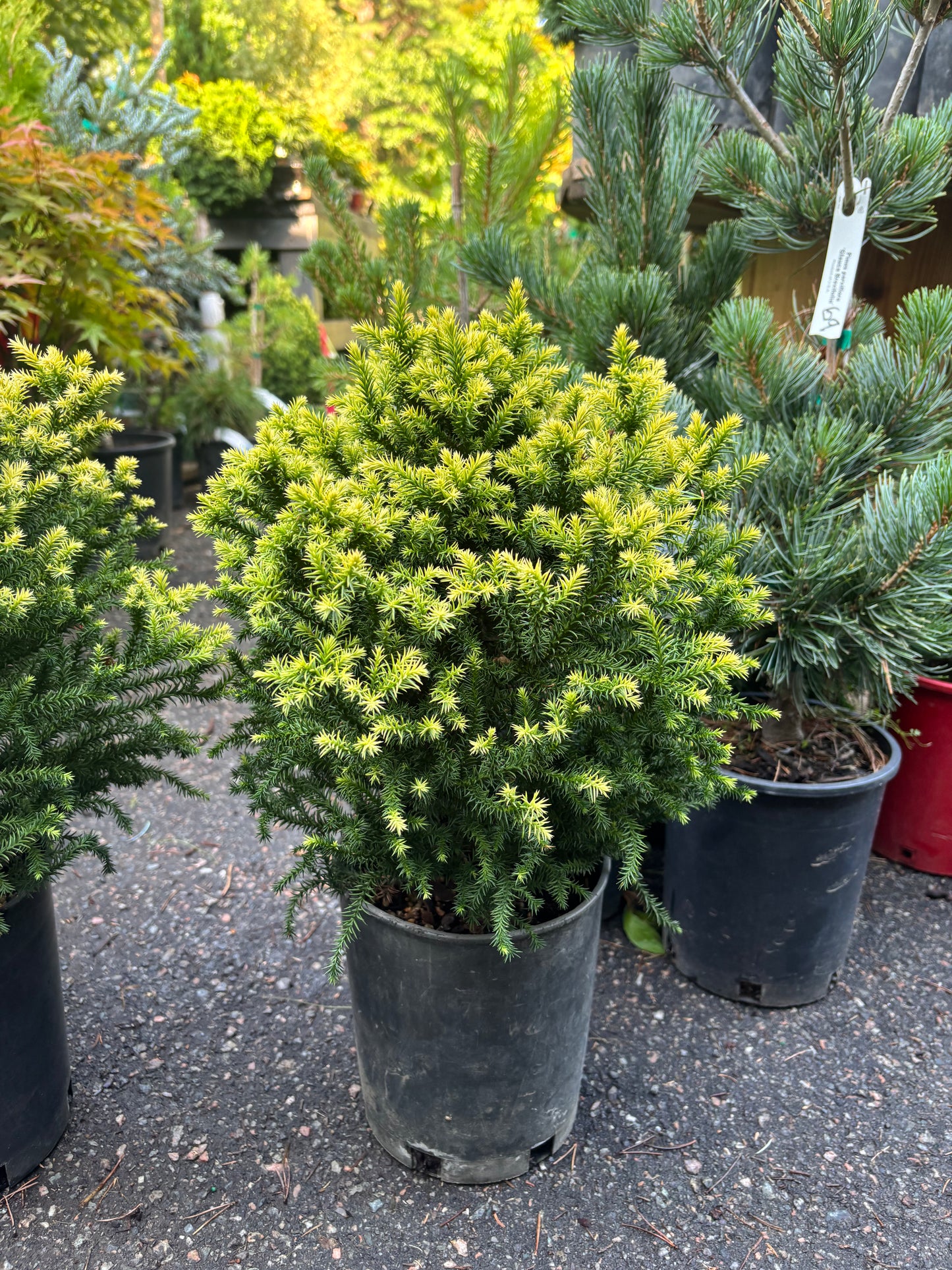 Cryptomeria japonica ‘Golden Promise’