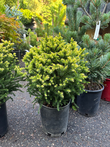 Cryptomeria japonica ‘Golden Promise’