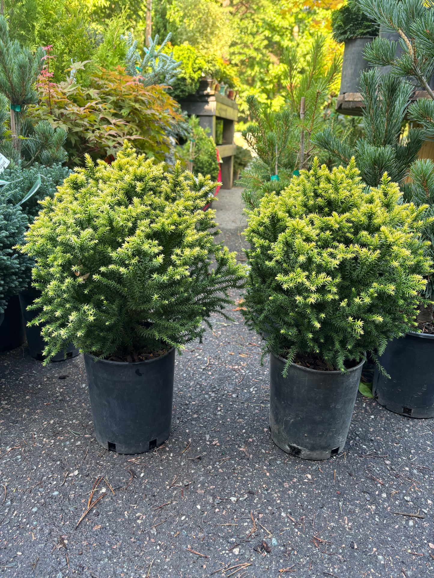 Cryptomeria japonica ‘Golden Promise’
