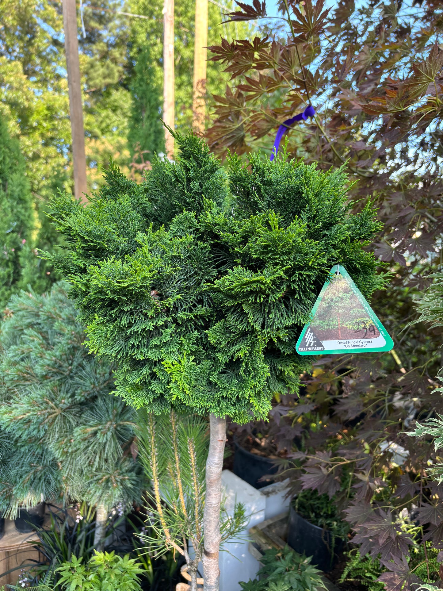Chamaecyparis obtusa ‘Nana Gracilis’ on 24” Standard