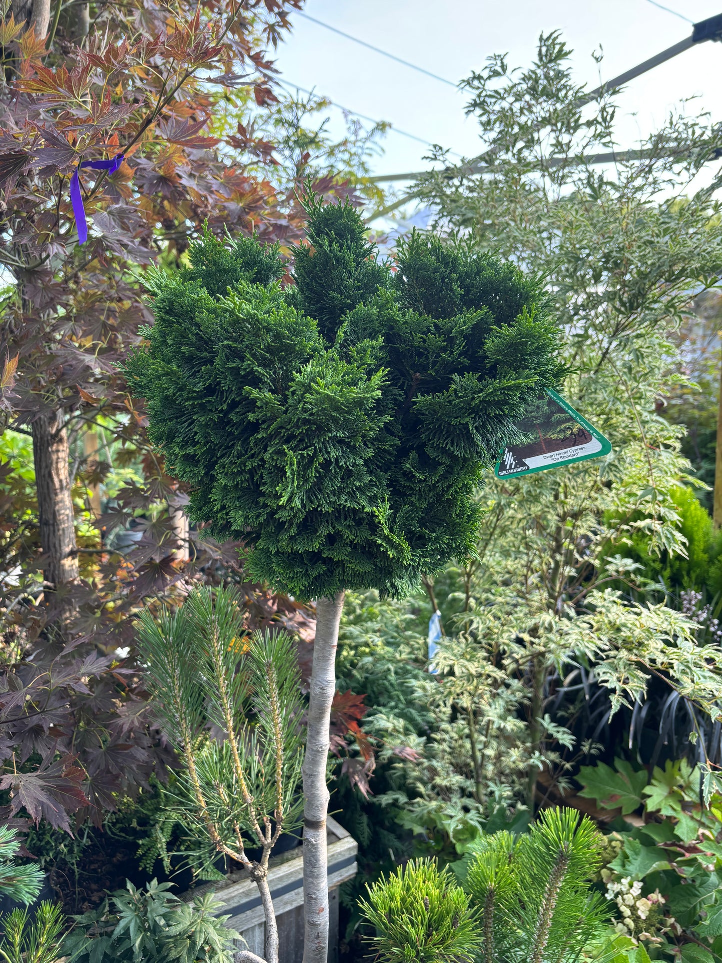 Chamaecyparis obtusa ‘Nana Gracilis’ on 24” Standard