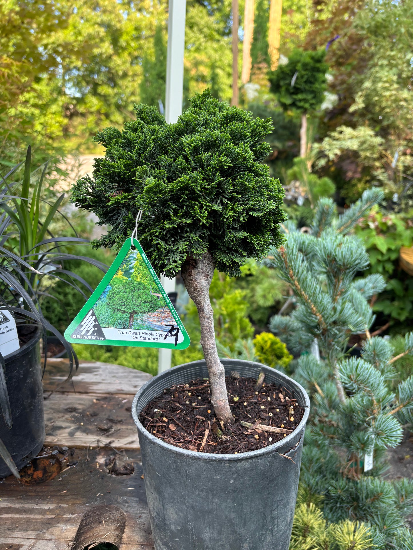 Chamaecyparis obtusa ‘Nana’