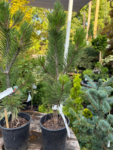 Pinus heldreichii (leucodermis) ‘Phat Sister’