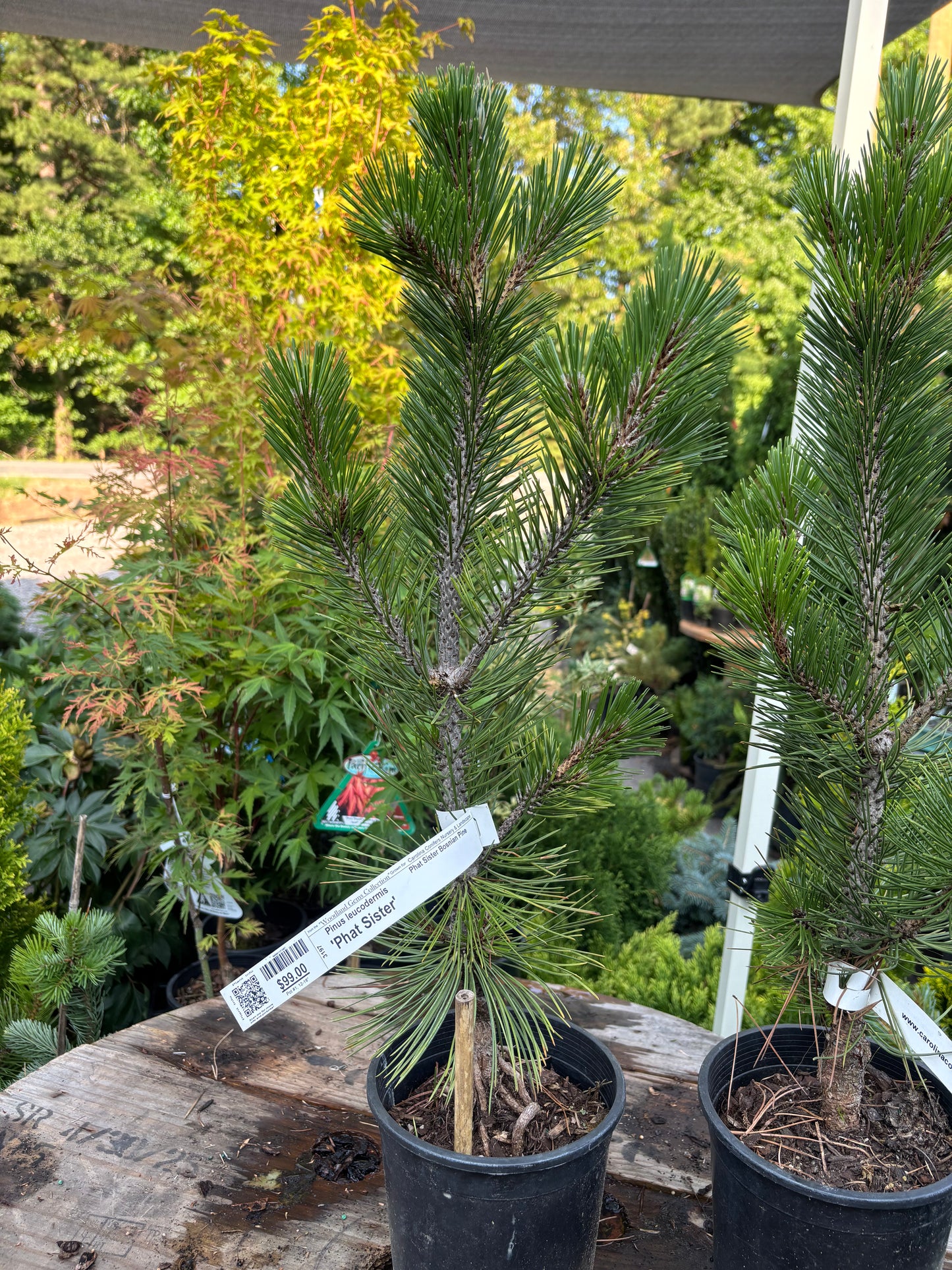Pinus heldreichii (leucodermis) ‘Phat Sister’