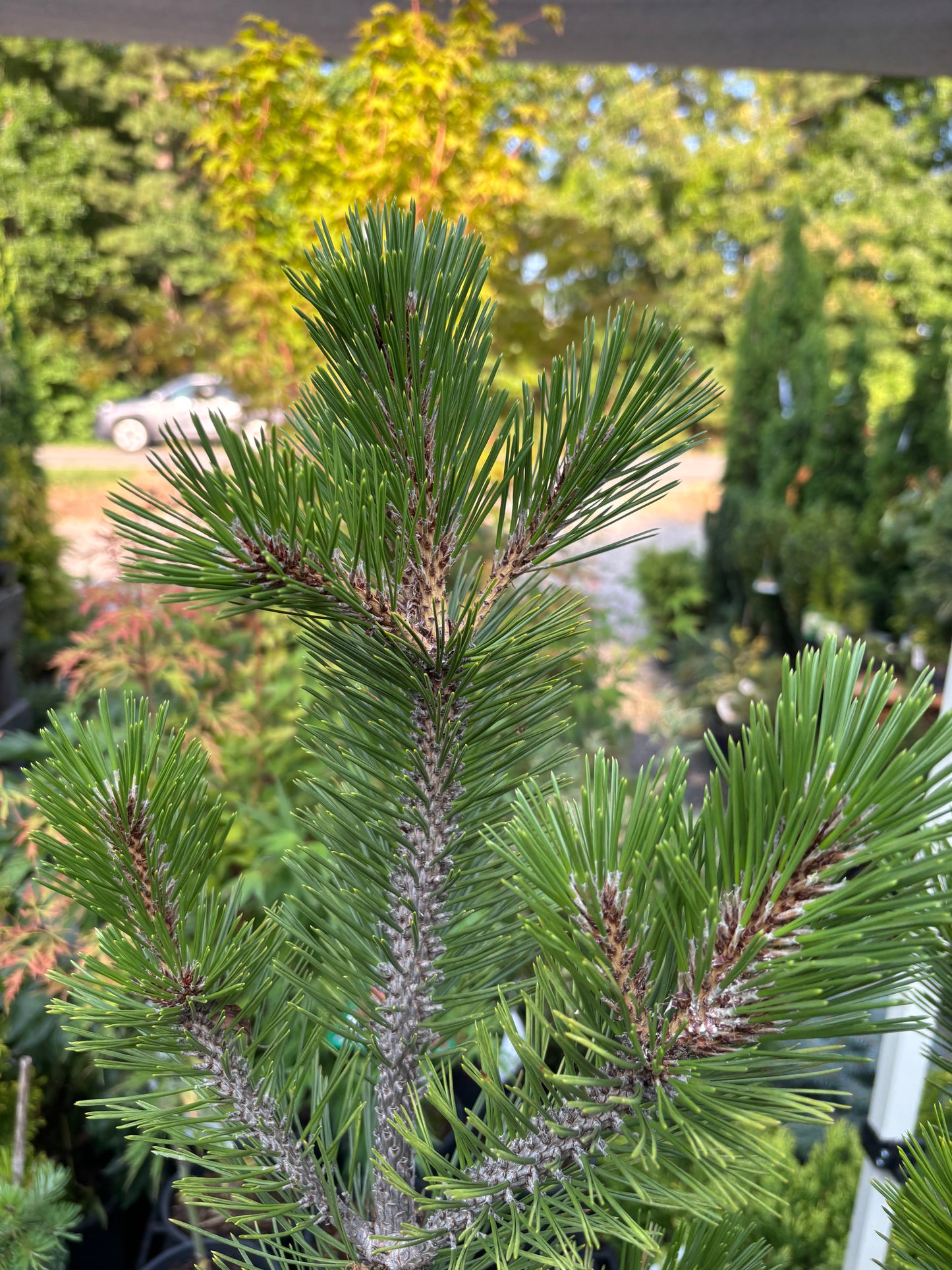 Pinus heldreichii (leucodermis) ‘Phat Sister’