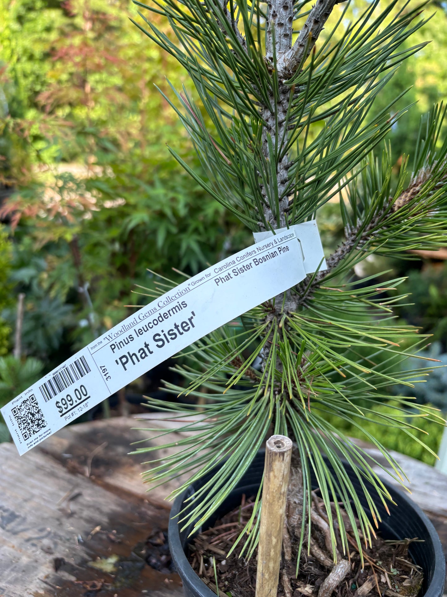 Pinus heldreichii (leucodermis) ‘Phat Sister’