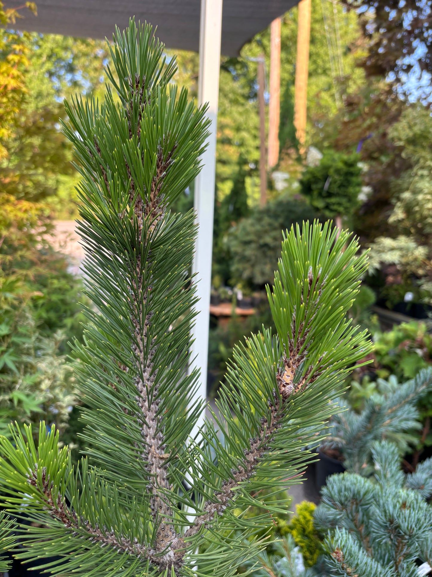 Pinus heldreichii (leucodermis) ‘Phat Sister’