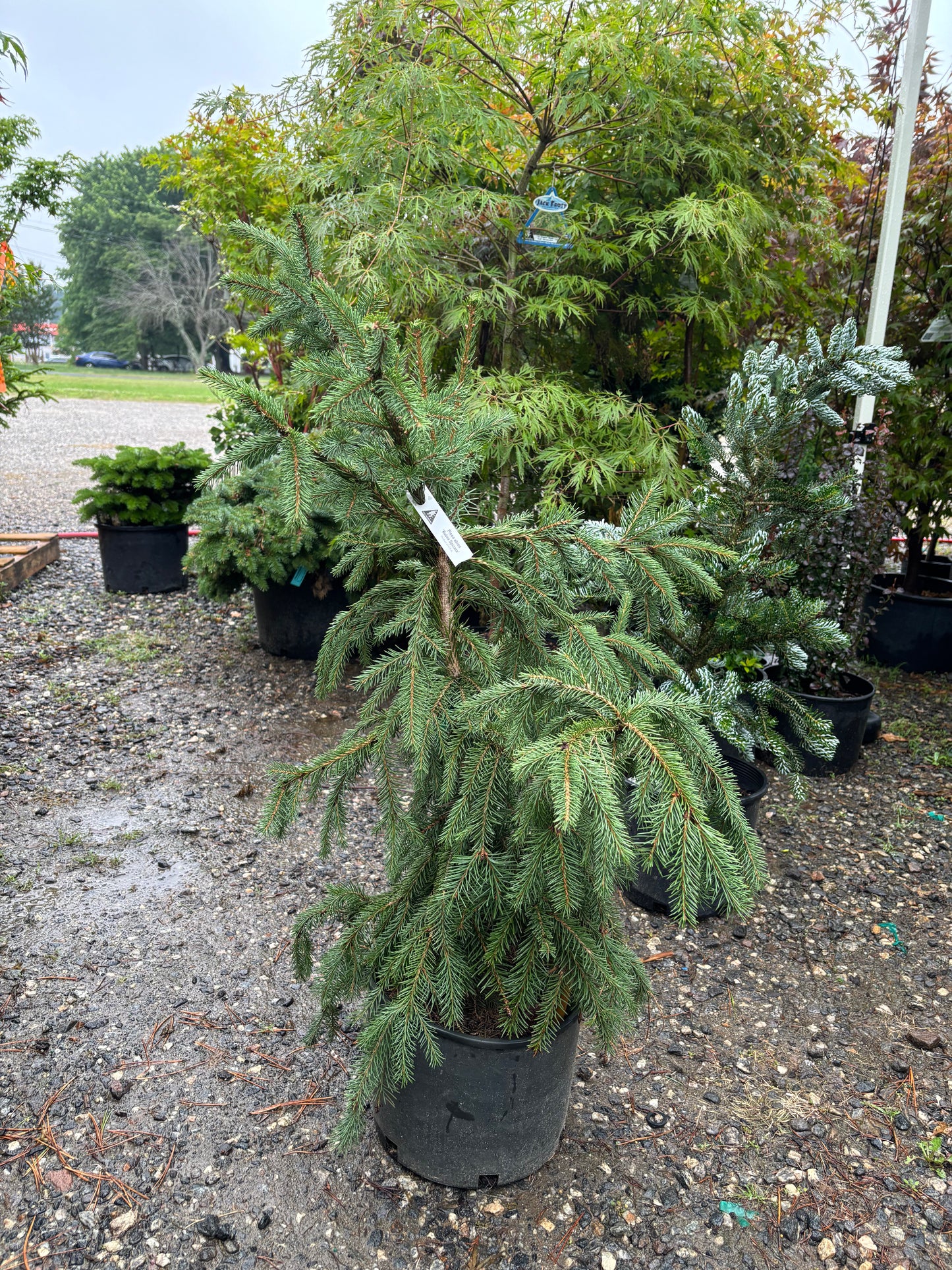 Red Tipped Norway Spruce Picea abies ‘Rubra Spicata’