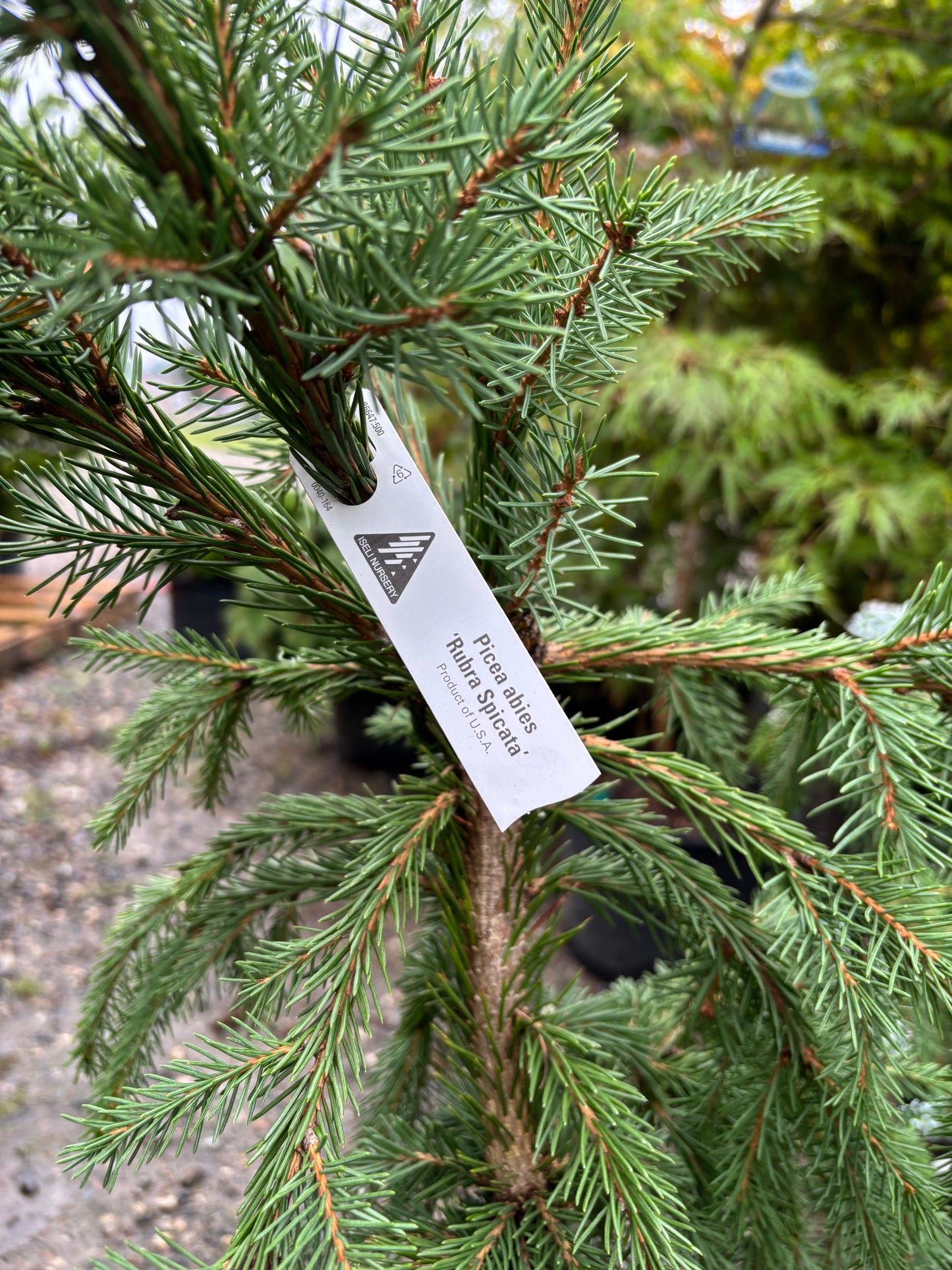 Red Tipped Norway Spruce Picea abies ‘Rubra Spicata’