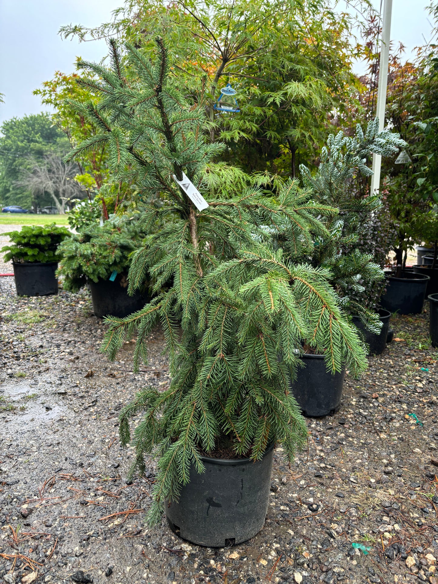 Red Tipped Norway Spruce Picea abies ‘Rubra Spicata’