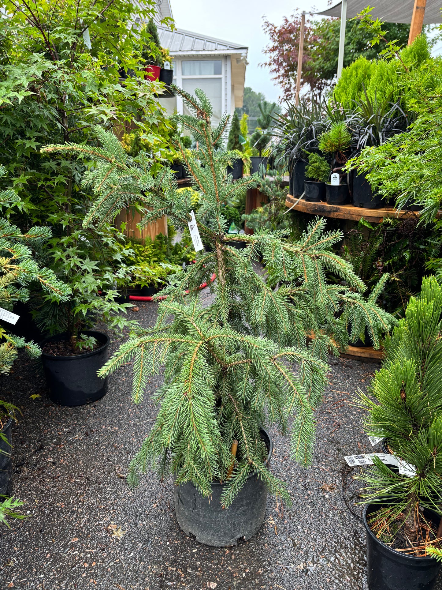 Red Tipped Norway Spruce Picea abies ‘Rubra Spicata’