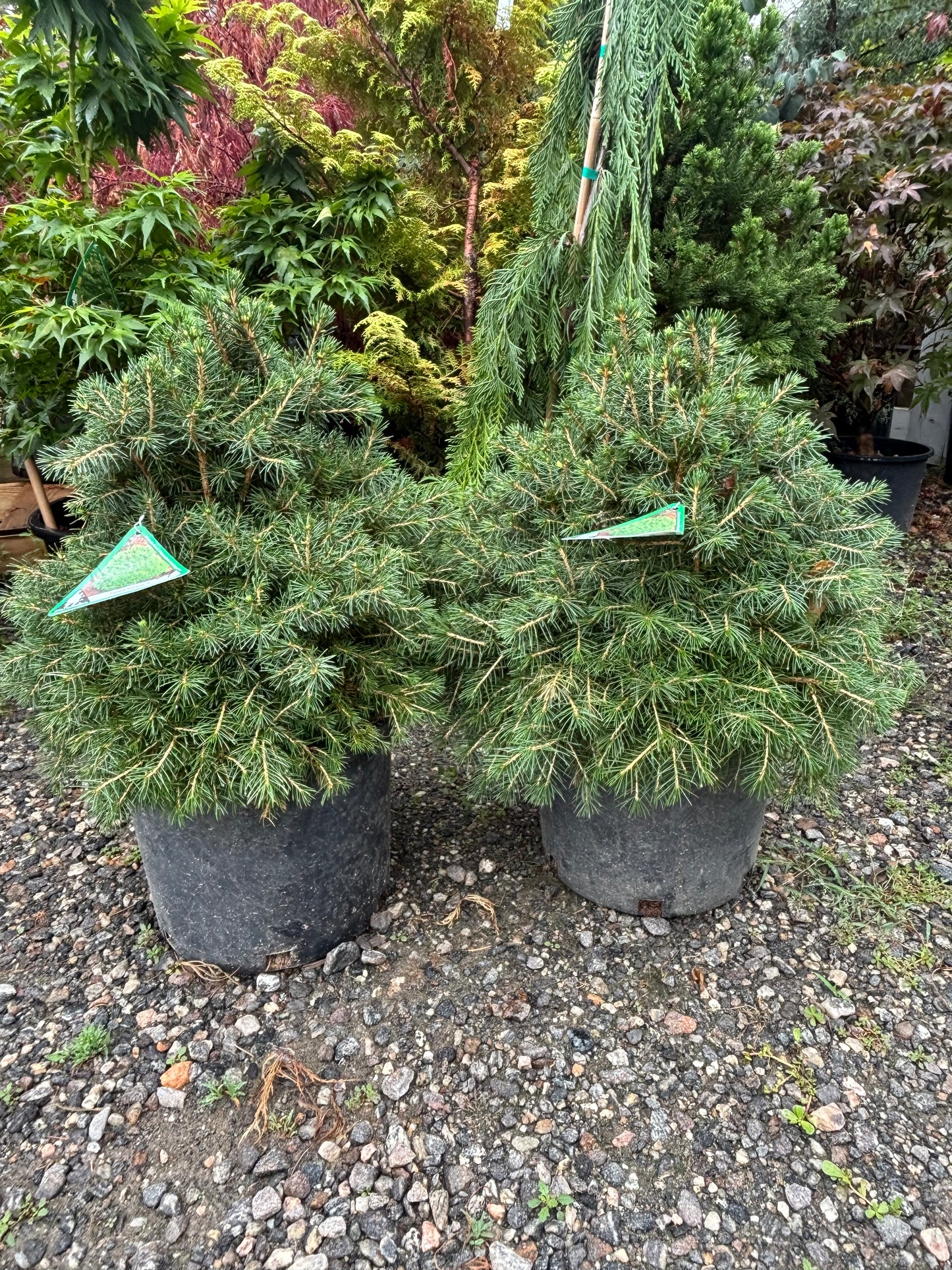Picea abies ‘Tompa’ Dwarf Norway Spruce