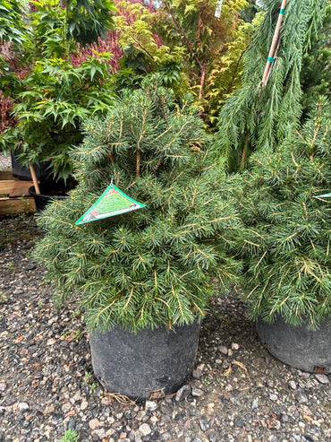 Picea abies ‘Tompa’ Dwarf Norway Spruce