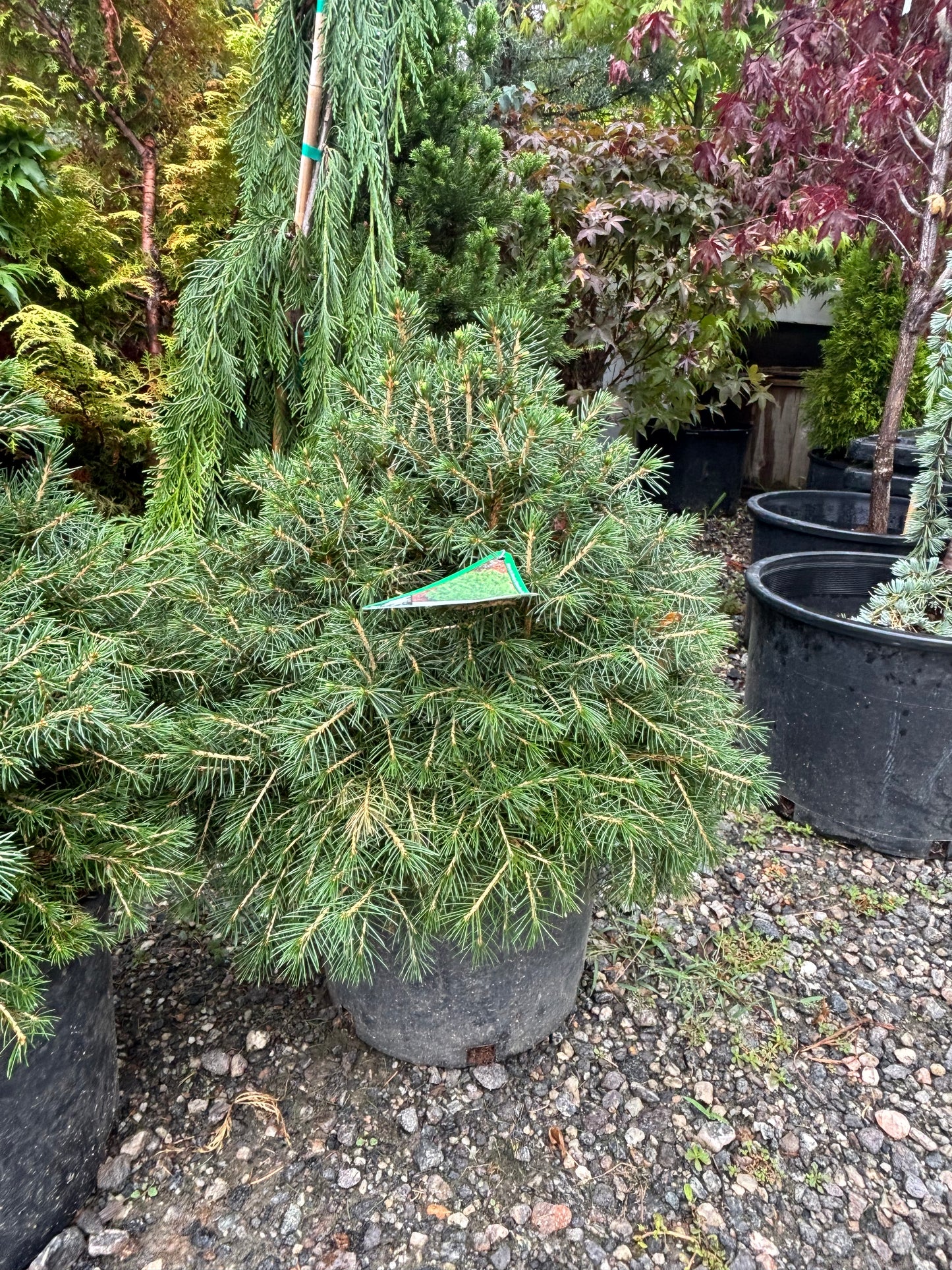 Picea abies ‘Tompa’ Dwarf Norway Spruce