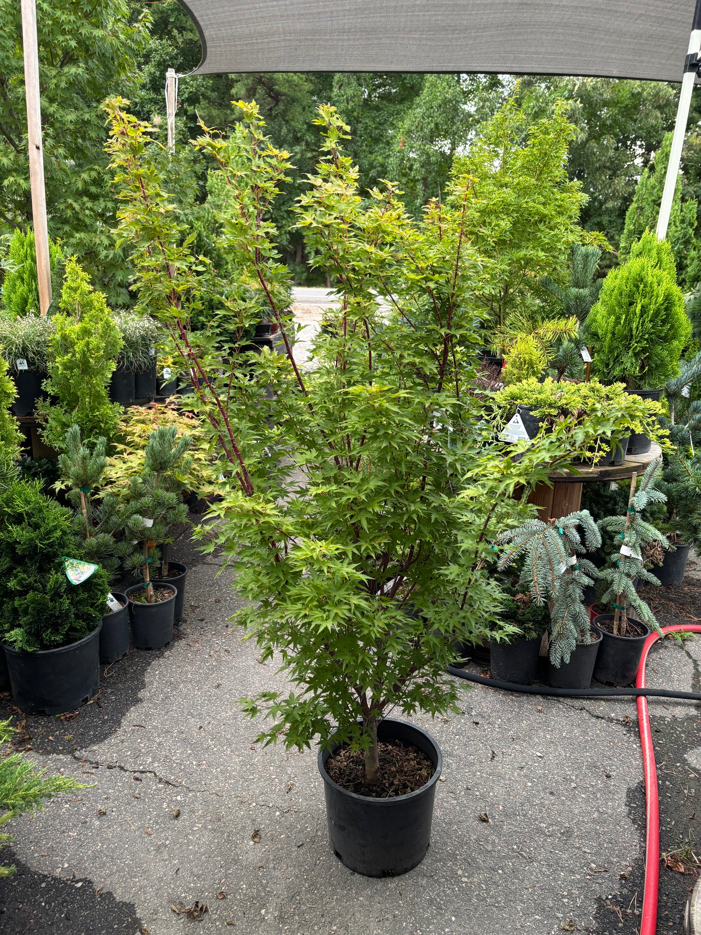 Little Sango Japanese Maple