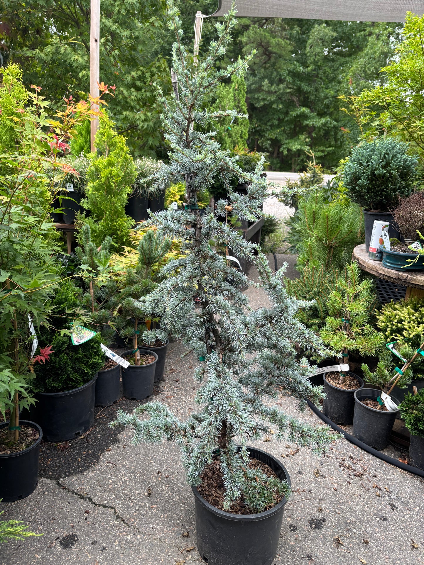 Horstmann Atlas Cedar