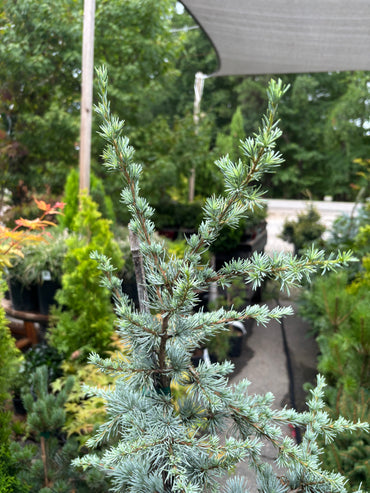 Horstmann Atlas Cedar