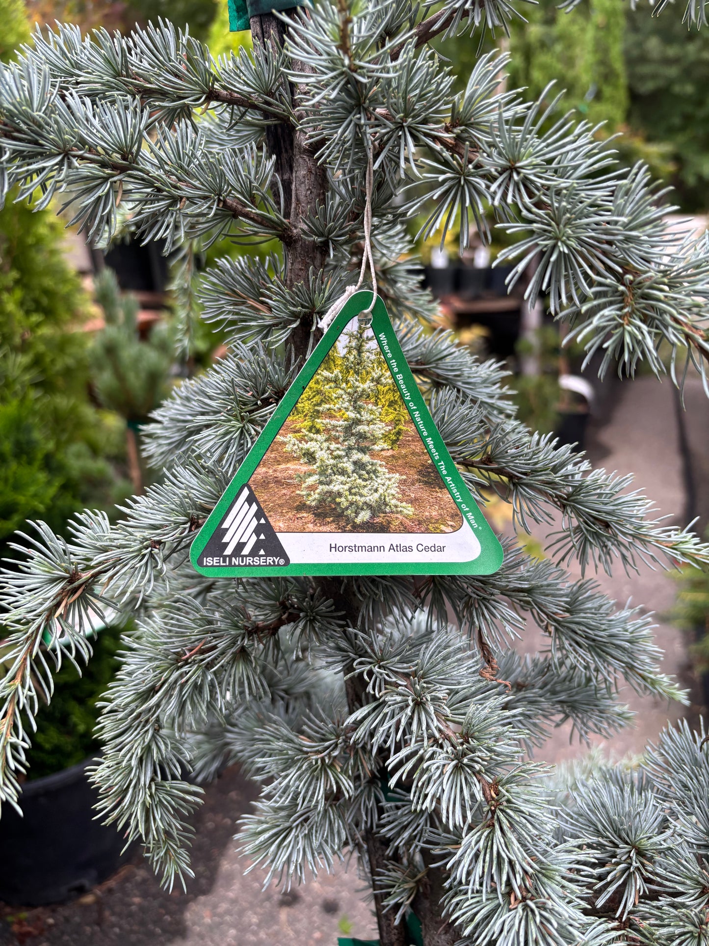 Horstmann Atlas Cedar