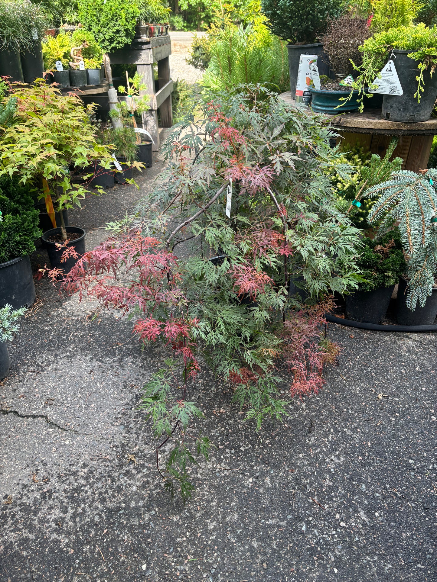 Orangeola Laceleaf Japanese Maple