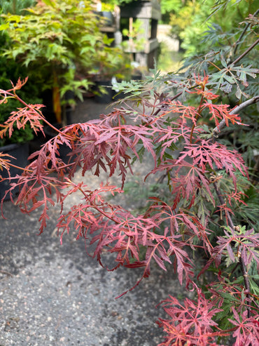 Orangeola Laceleaf Japanese Maple