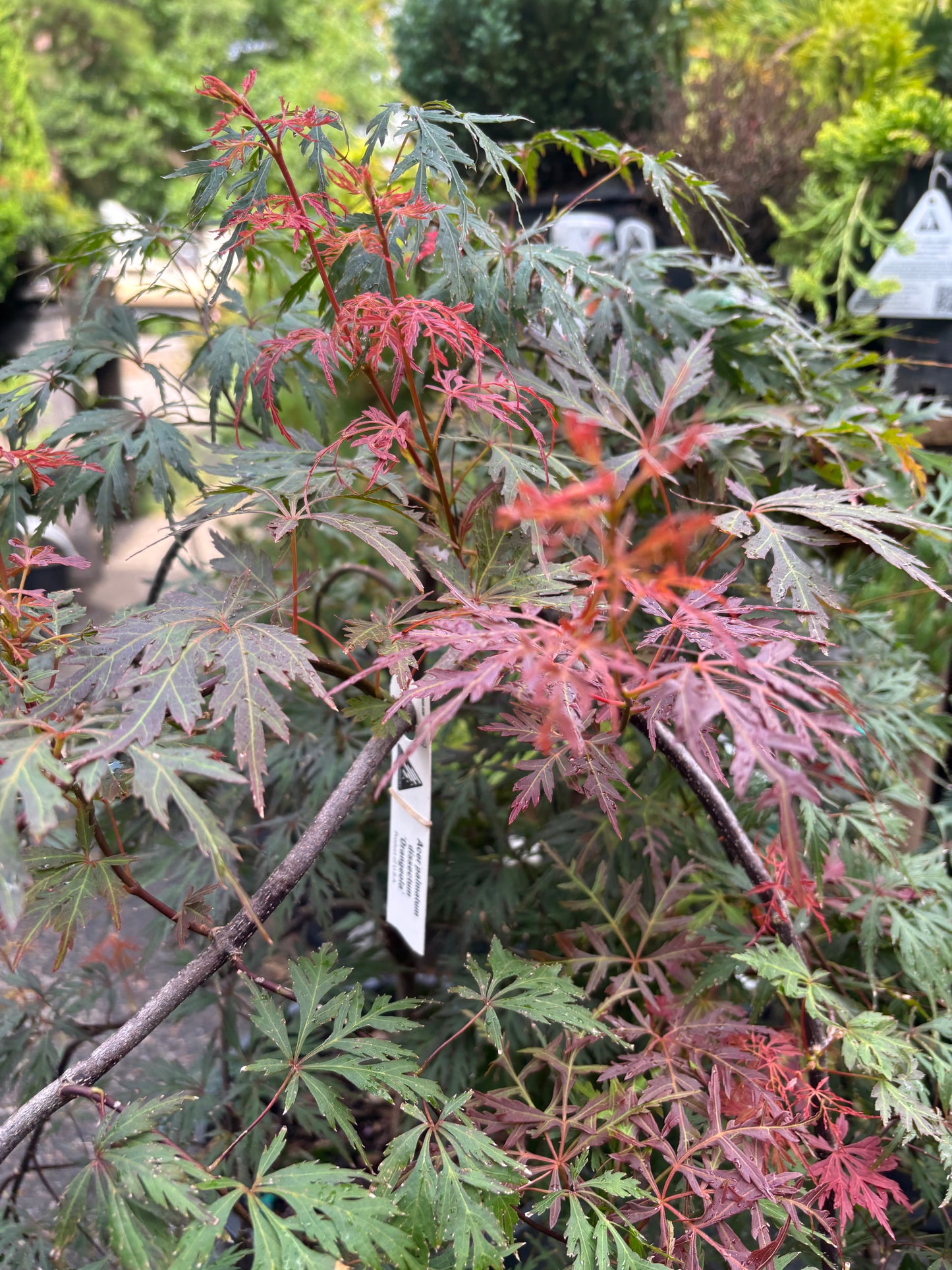 Orangeola Laceleaf Japanese Maple