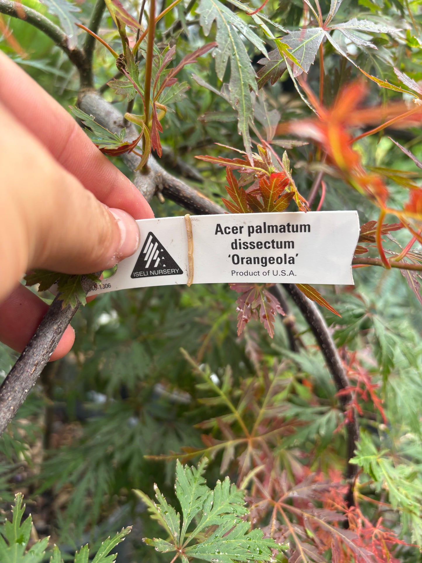 Orangeola Laceleaf Japanese Maple