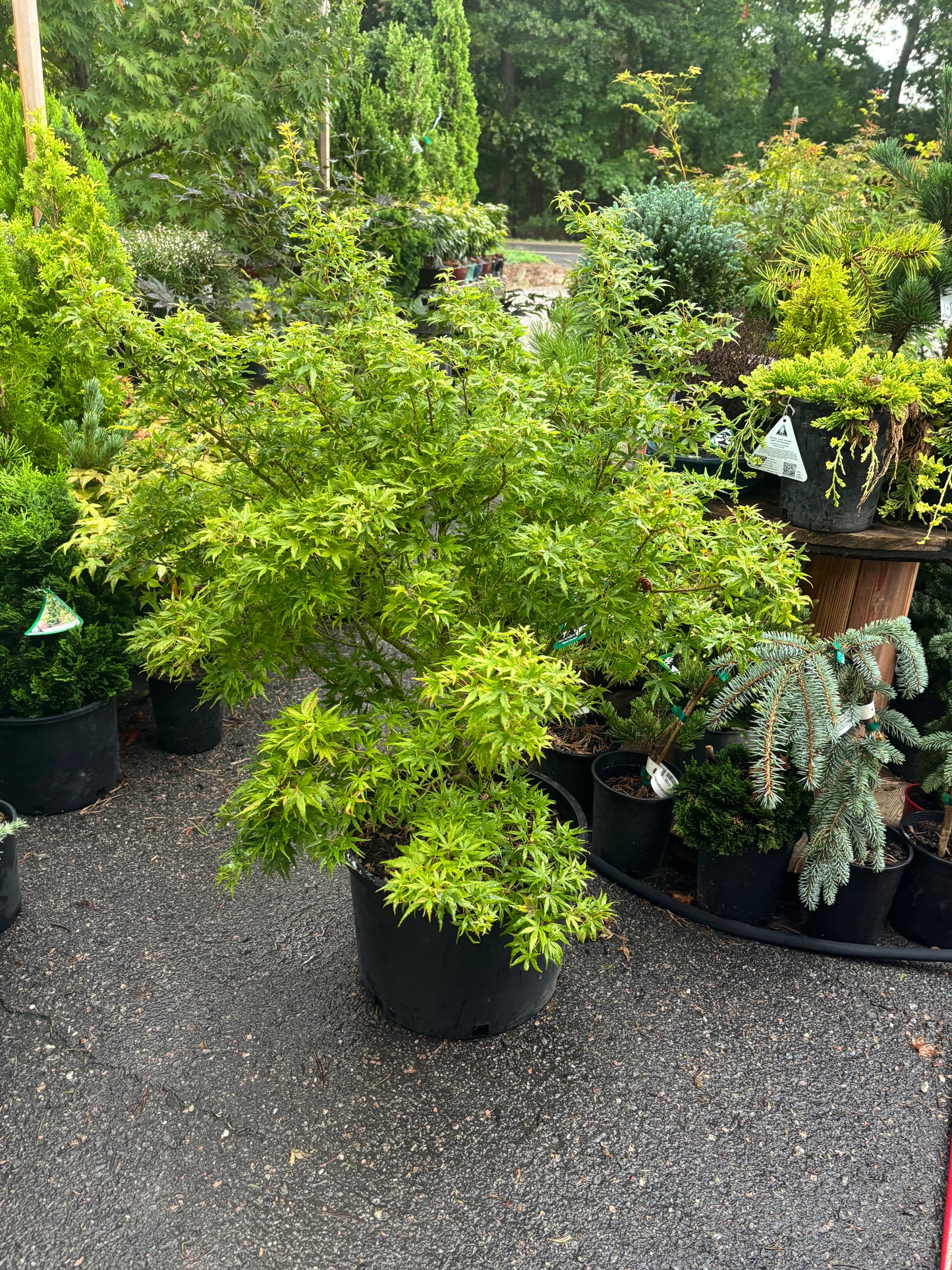 Acer X pseudosieboldianum 'Origami'