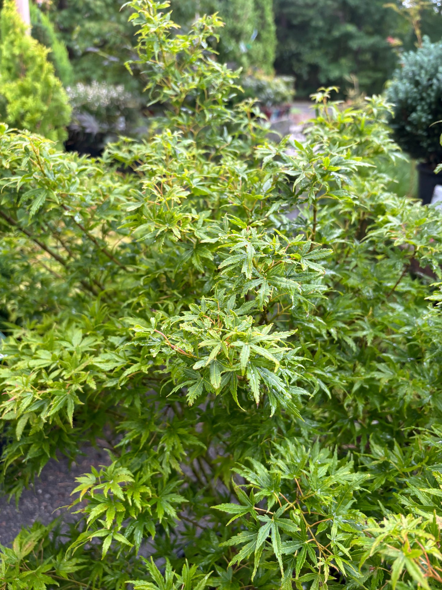 Acer X pseudosieboldianum 'Origami'