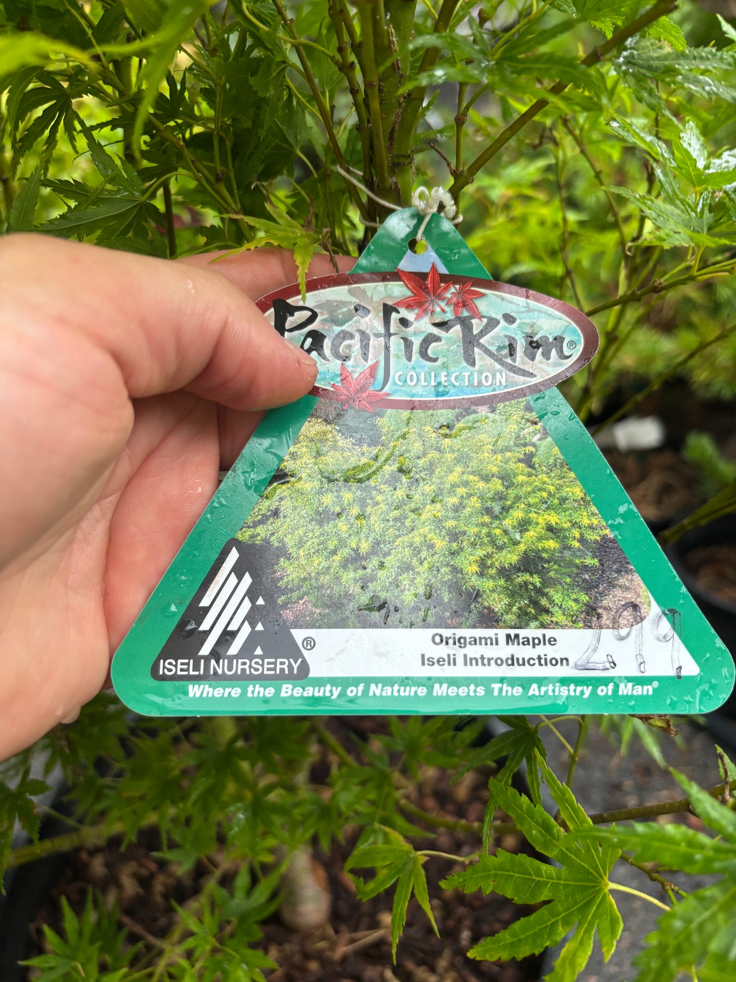 Acer X pseudosieboldianum 'Origami'