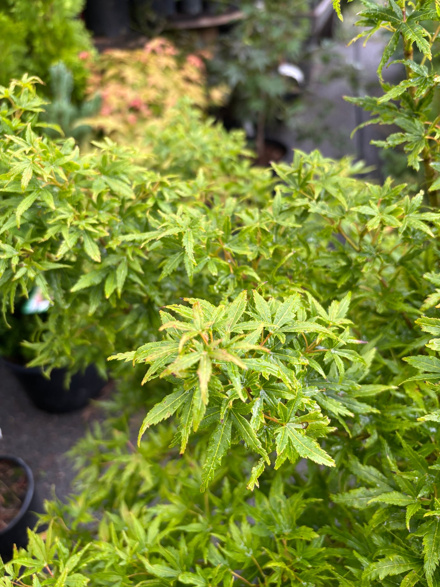 Acer X pseudosieboldianum 'Origami'