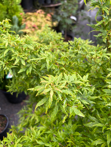 Acer X pseudosieboldianum 'Origami'