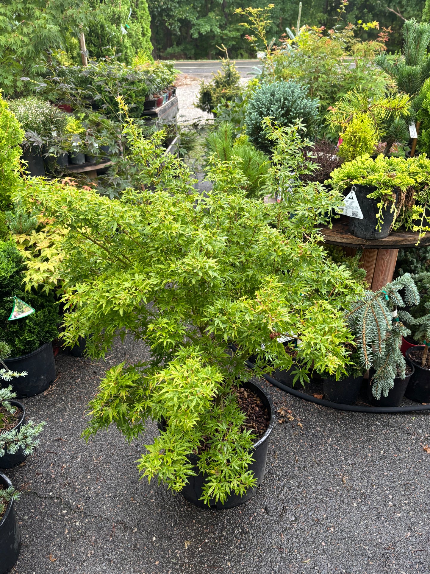 Acer X pseudosieboldianum 'Origami'