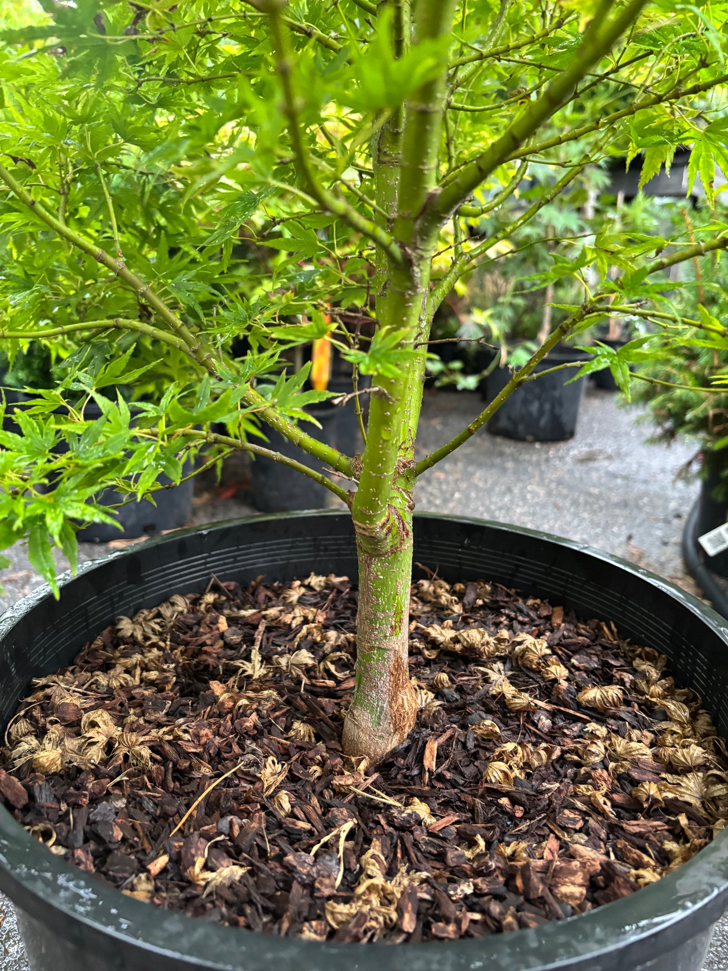 Acer X pseudosieboldianum 'Origami'